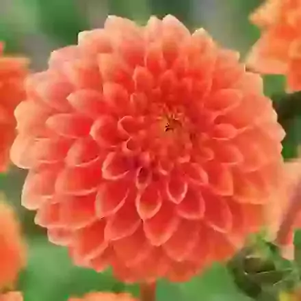 Sylvia